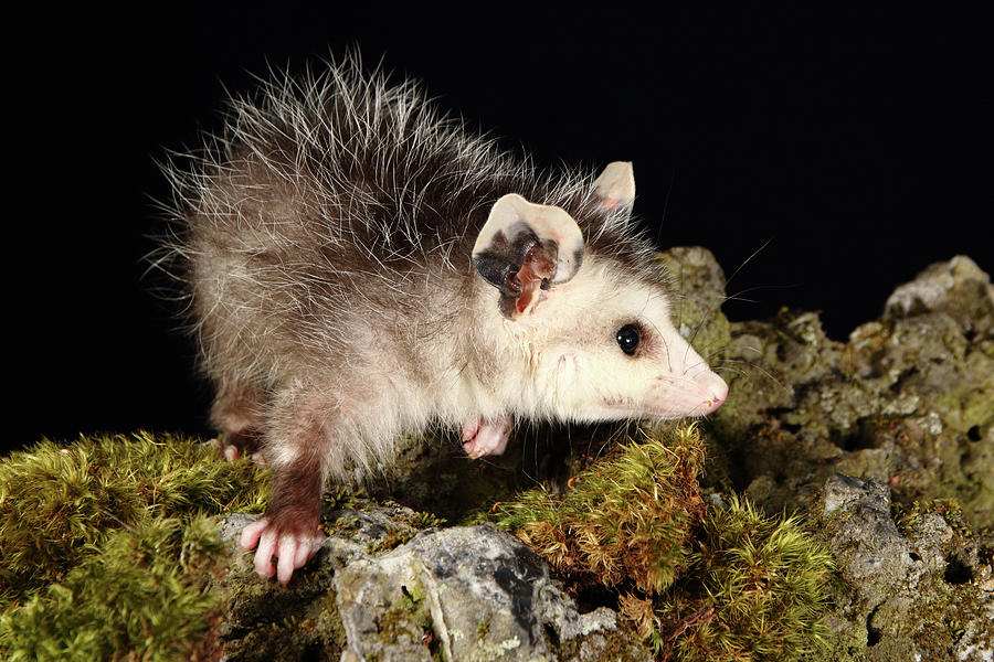 Opossum On Moss Covered Rock Photograph by David Kenny - Fine Art America