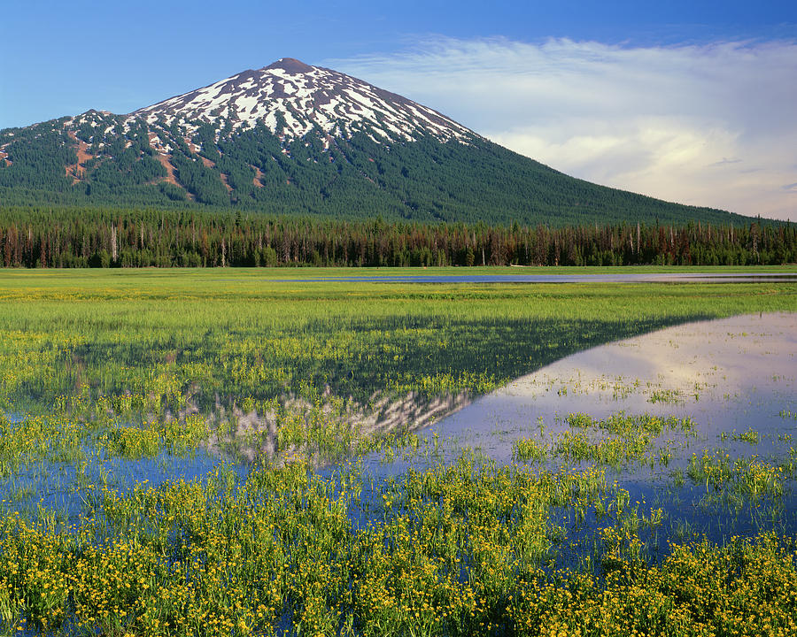 Or, Willamette Nf Photograph by John Barger | Fine Art America