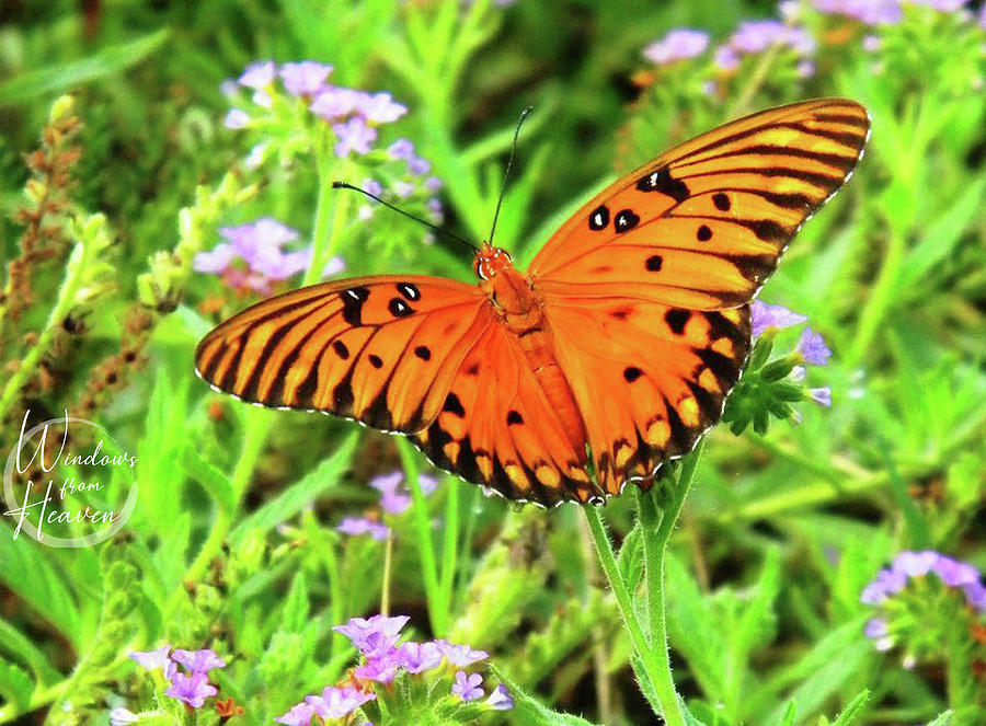 Orange Butterfly  #3 Photograph by Matthew Seufer