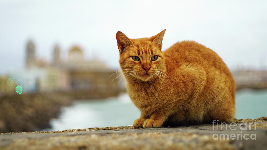Orange Cat by the Sea #2 Photograph by Pablo Avanzini