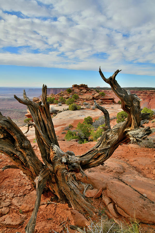 Orange Cliffs Overlook in Canyonlands #2 Photograph by Ray Mathis