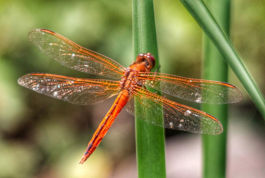 Orange Dragonfly Photograph by William E Rogers - Fine Art America