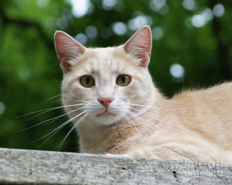 Cat Photograph - Orange Tabby by Megan Cohen Cat Photograph - Orange Tabby by Megan Cohen