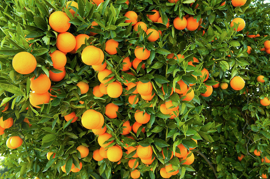 Oranges On A Tree, Santa Paula, Ventura Photograph by Panoramic Images ...