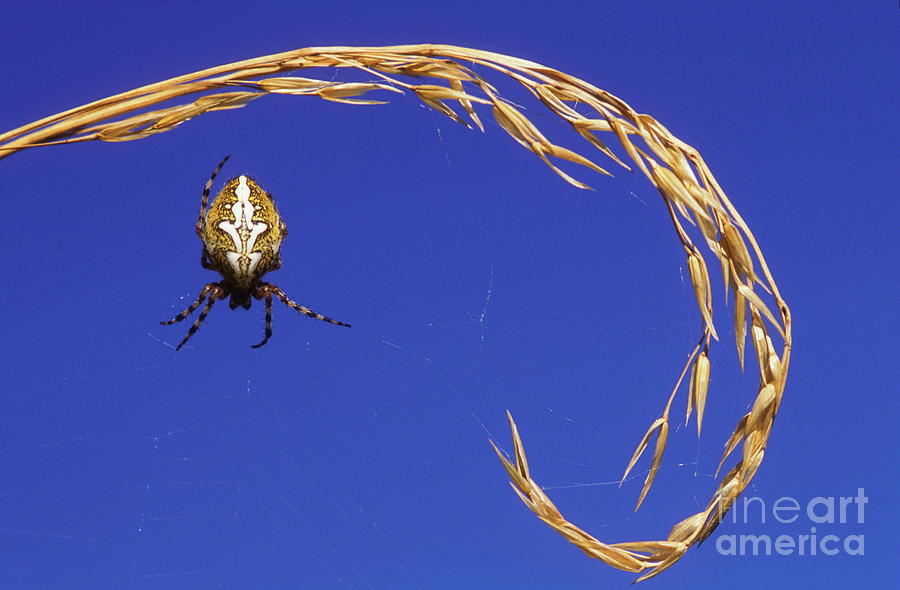 Orb Web Spider #2 Photograph by Dr. John Brackenbury/science Photo Library