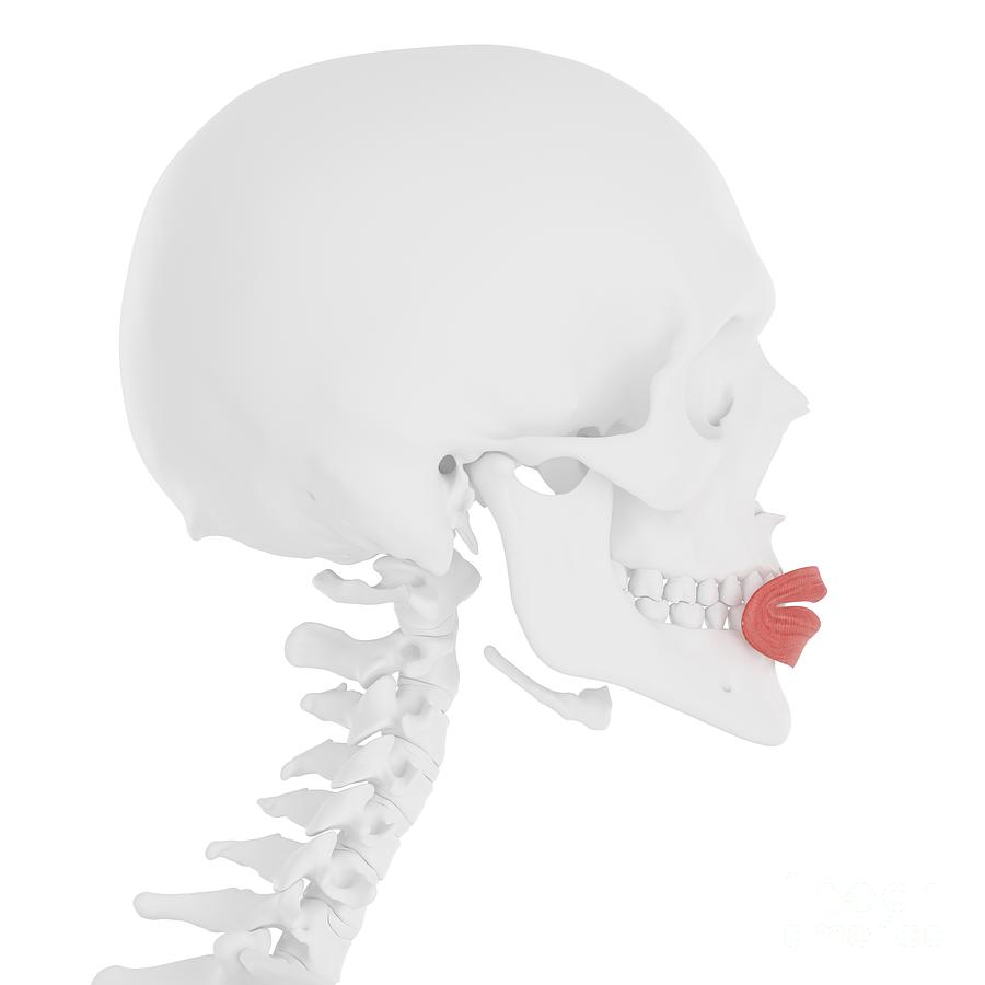 Orbicularis Oris Muscle 2 by Sebastian Kaulitzki science Photo