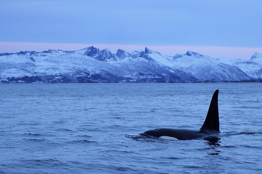 Orca / Killer Whale Surfacing In Coastal Waters, Senja #2 Photograph by ...