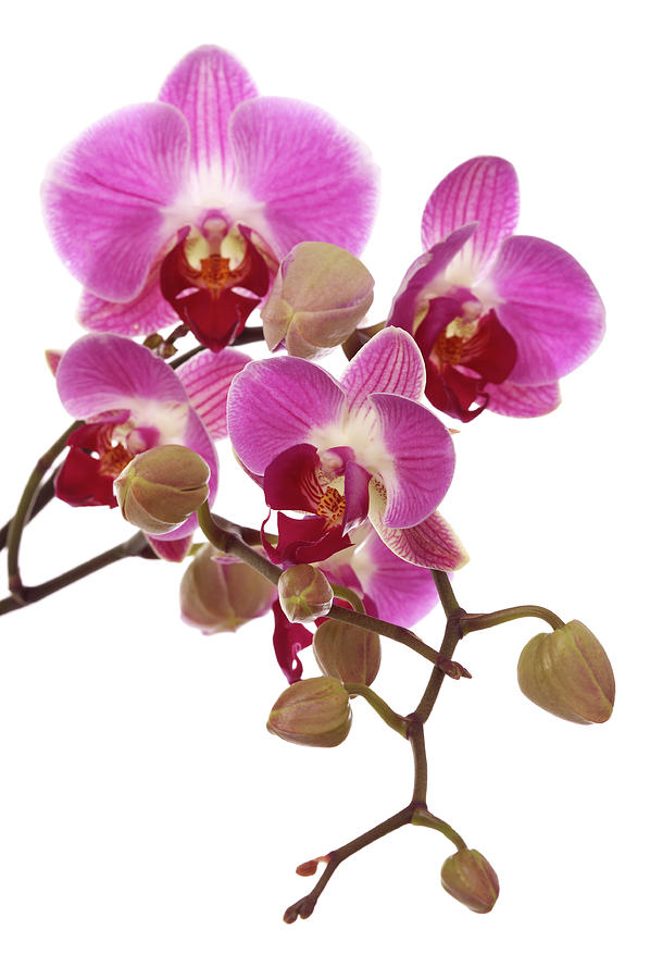 Orchid #2 Photograph by Aldra