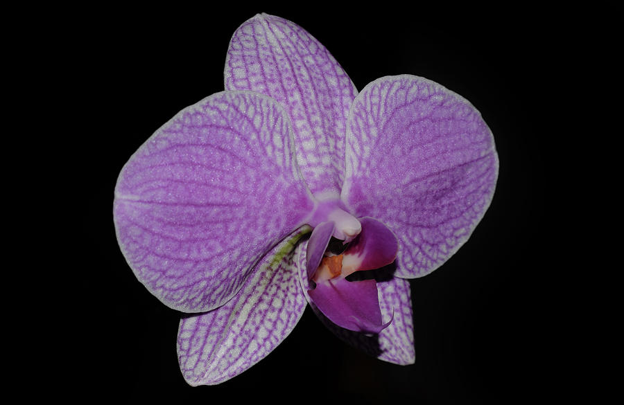 Orchid #2 Photograph by Larah McElroy