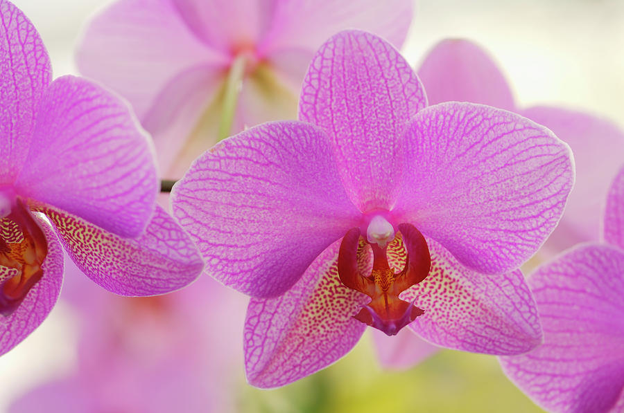 Orchid Phalaenopsis Spec. Close Up #2 Photograph by Martin Ruegner
