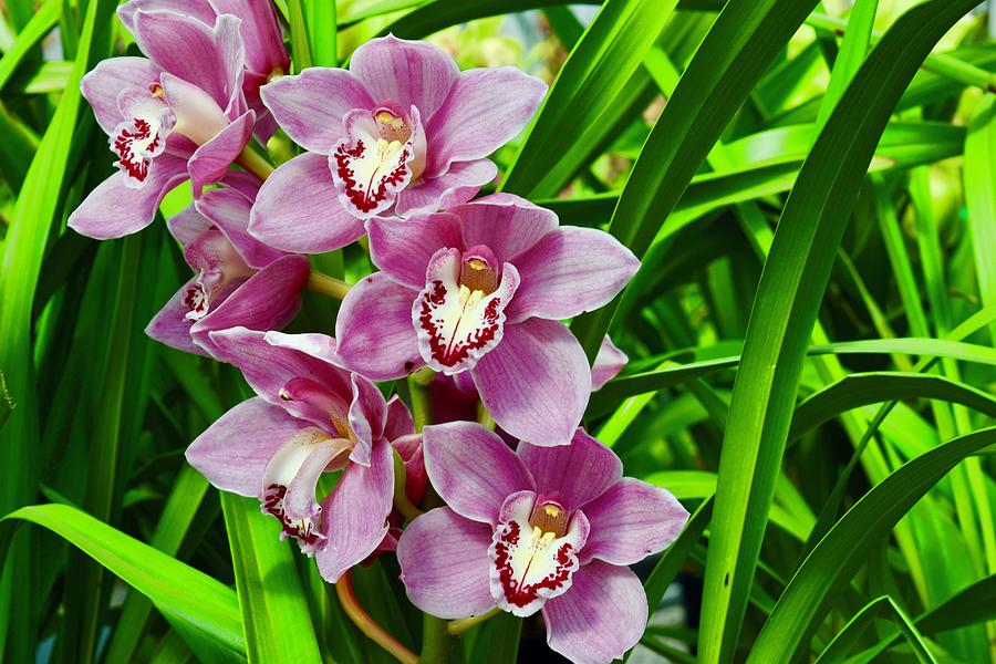 Purple Cymbidium Orchids I Photograph by Bnte Creations