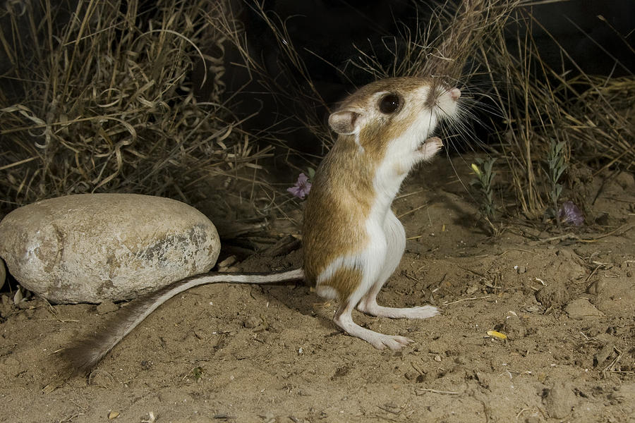 Arizona Kangaroo Rat | ppgbbe.intranet.biologia.ufrj.br