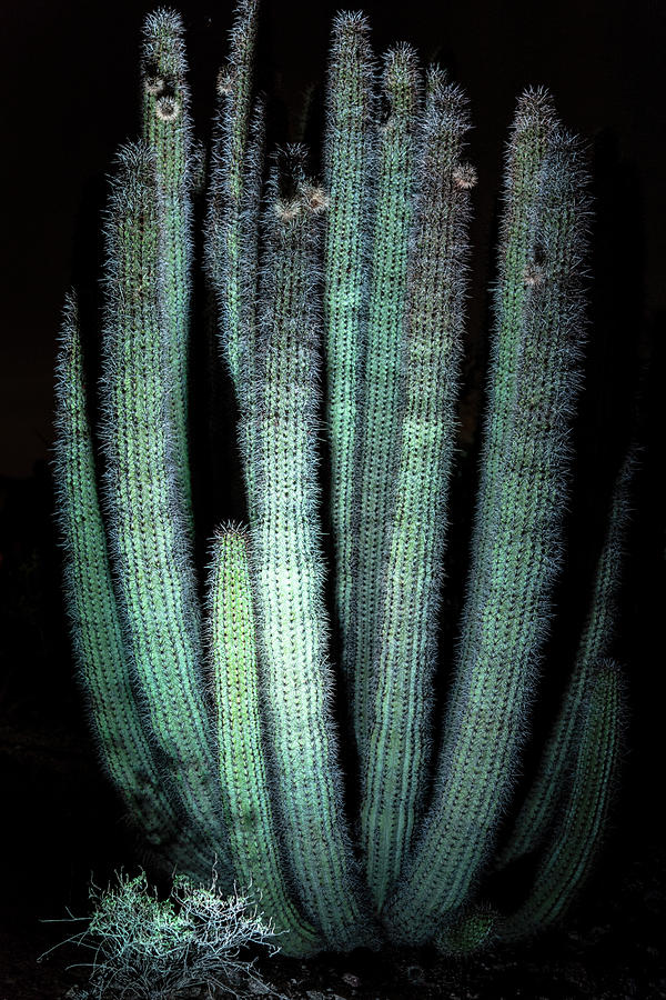 Organ Pipe Cactus  #2 Photograph by Saija Lehtonen