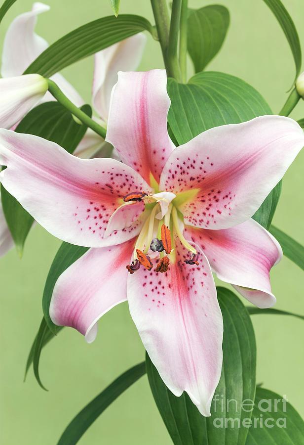 Oriental Lily (lilium 'mona Lisa') Photograph By Ann Pickford Science 