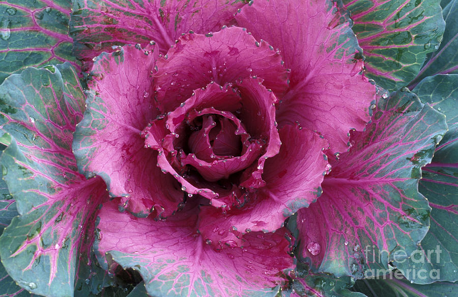 Cabbage Photograph - Ornamental Cabbage, Italy by 