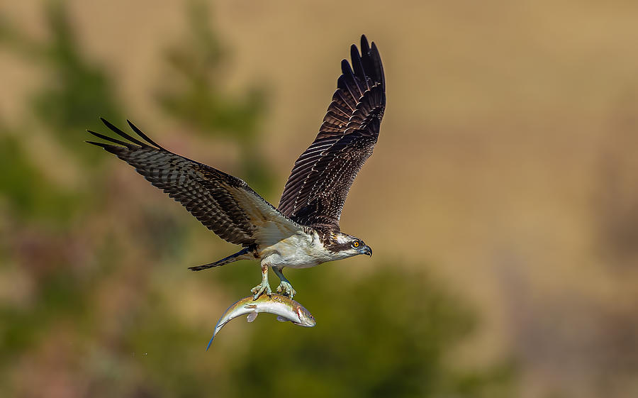 Osprey Photograph - Osprey And Fish #2 by Johnson Huang