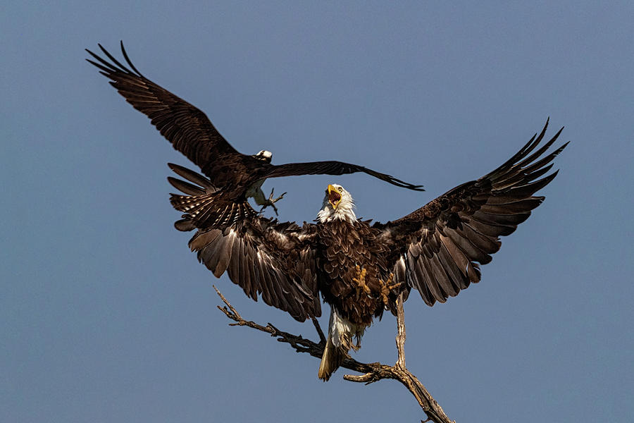 Osprey Attacking Bald Eagle Photograph By Dan Ferrin 6491