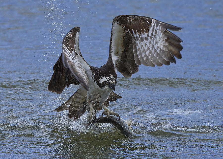 osprey hunting