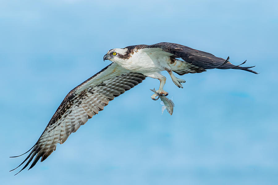 Bird Photograph - Osprey #2 by James Cai