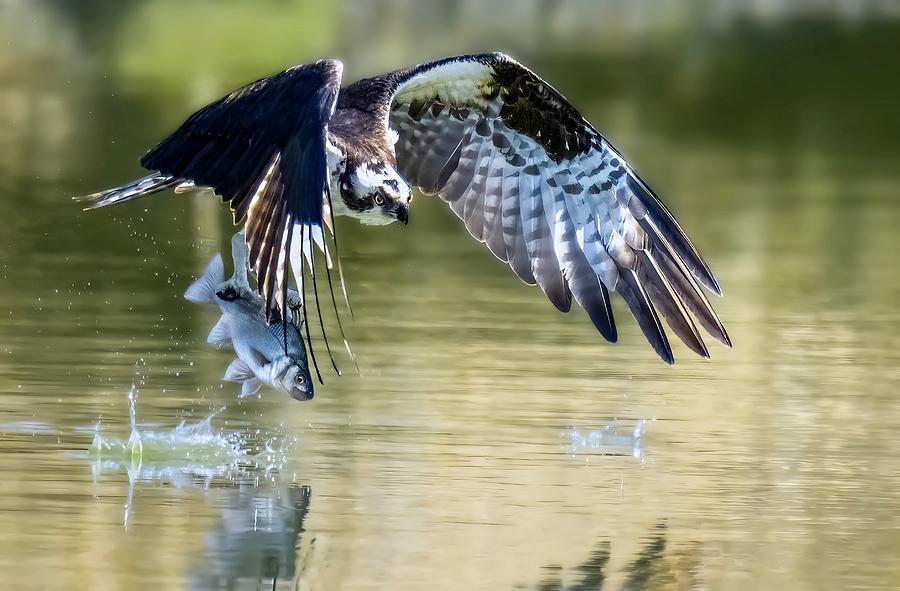 Osprey #2 Photograph by Tao Huang