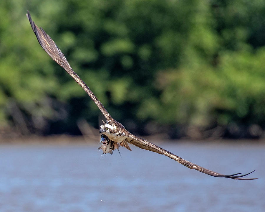 Osprey With Catch #2 Photograph by Alan Raasch