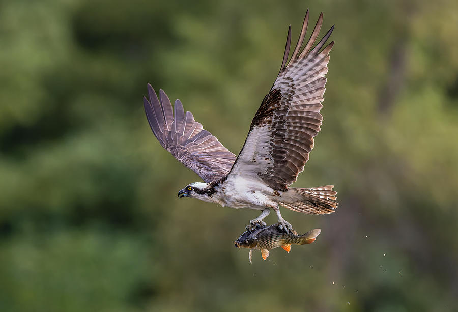 Wildlife Photograph - Osprey With Catch #2 by Donald Luo