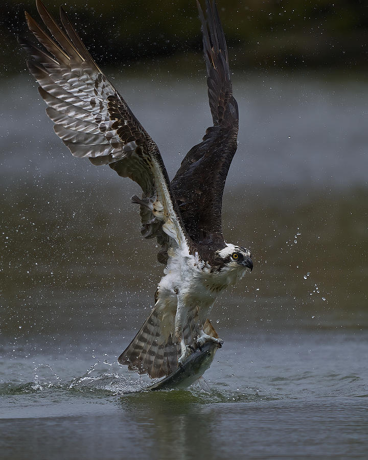Osprey Photograph - Ospreys Catch Fish #2 by Johnny Chen