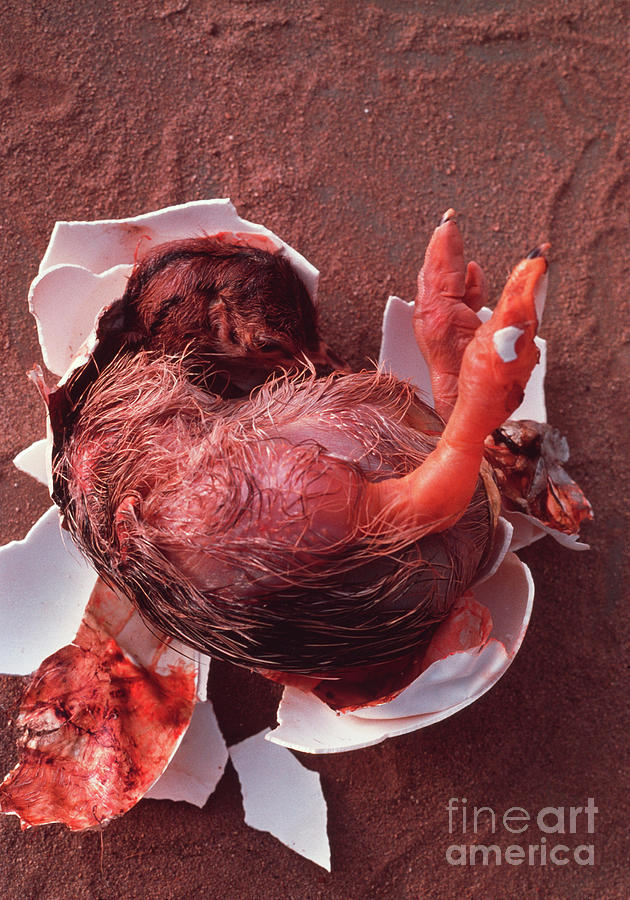 Ostrich Egg Hatching 