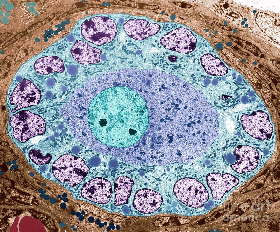 Ovarian Follicle #2 Photograph by Steve Gschmeissner/science Photo Library