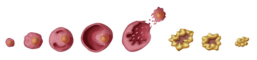 Anatomy Photograph - Ovarian Follicles, Illustration #2 by Monica Schroeder