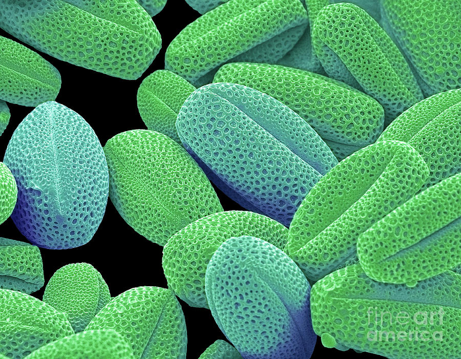 Nature Photograph - Oxalis Pollen #2 by Steve Gschmeissner/science Photo Library