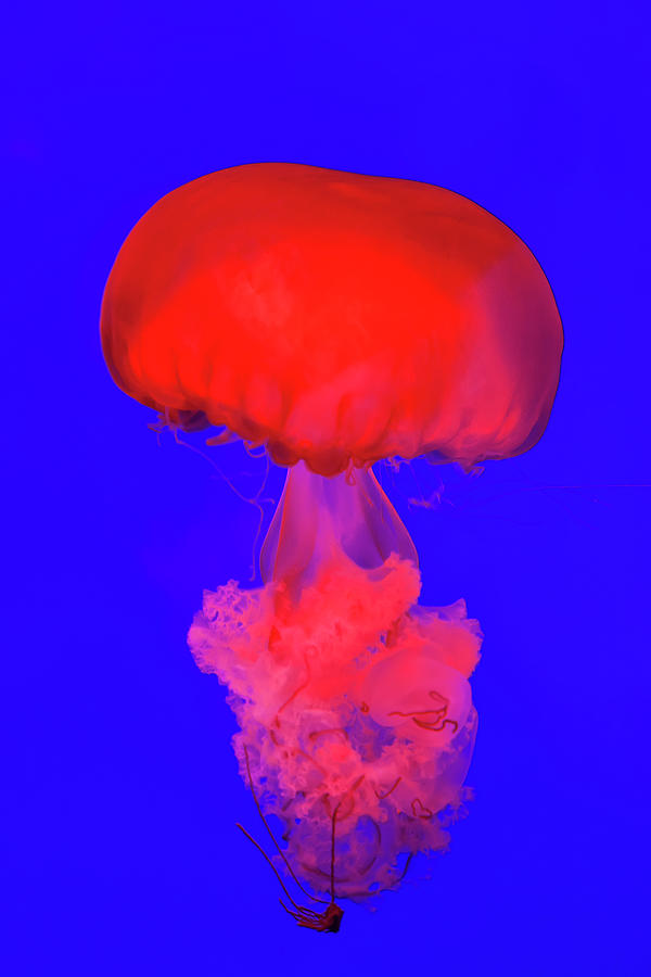 Pacific Sea Nettle Jellyfish, Shanghai #2 Photograph by Peter Adams
