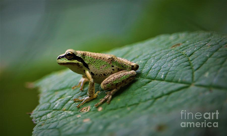 Pacific Tree Frog #2 Photograph by Nick Gustafson