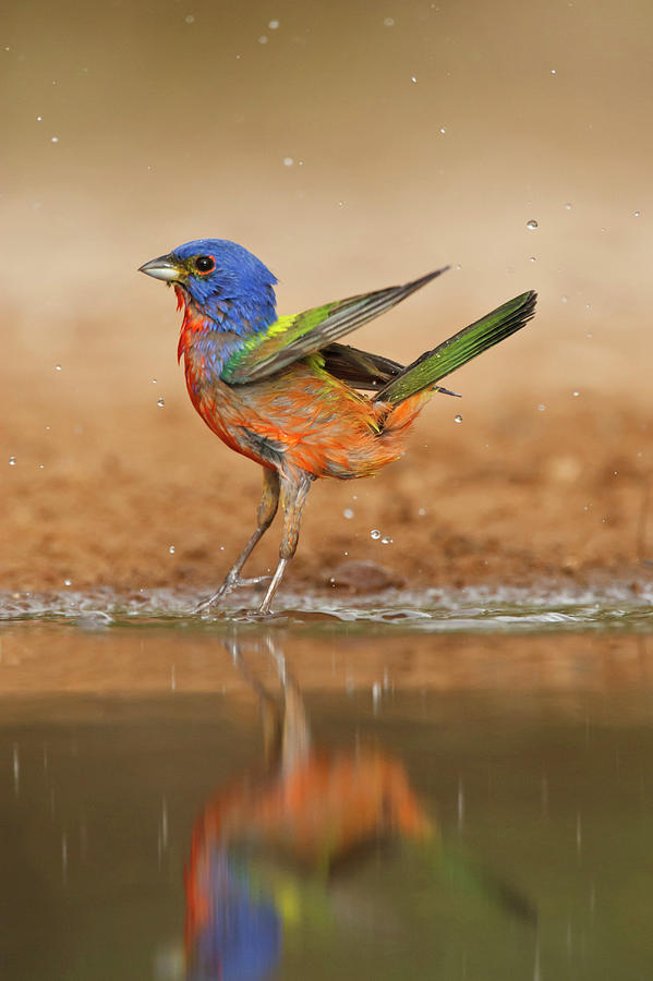 Painted Bunting Passerina Ciris Male Photograph by Danita Delimont