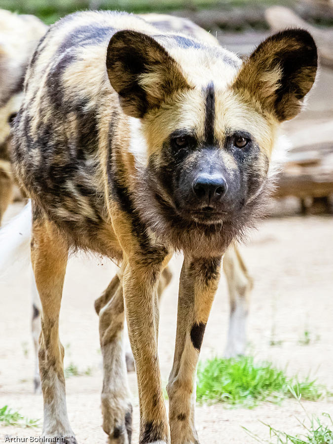 Painted Dog Photograph