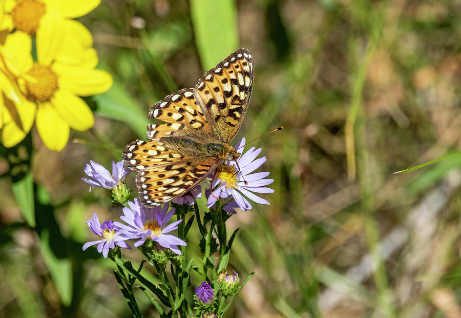 Painted Lady Butterfly by Michael Chatt Painted Lady Butterfly by Michael Chatt
