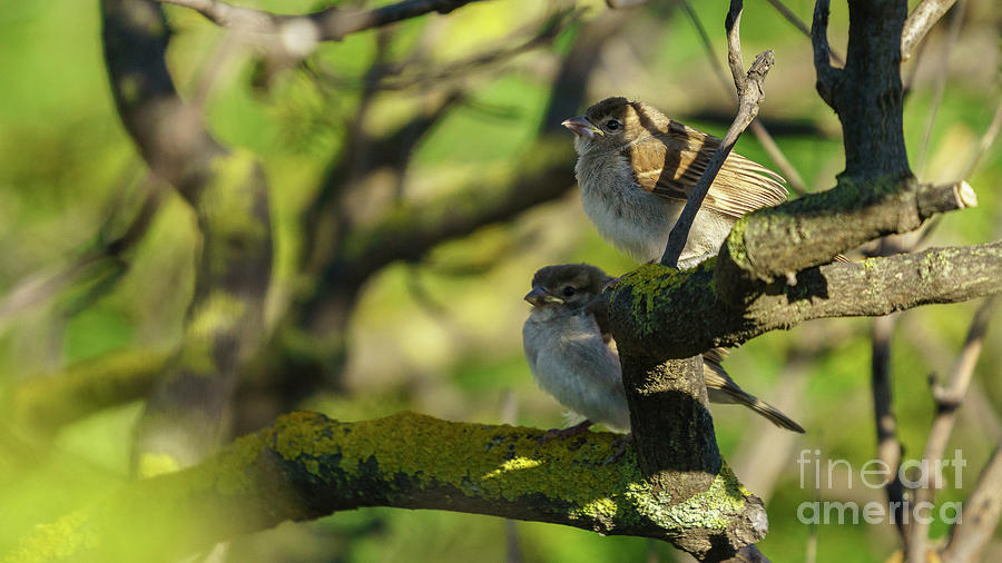 Pair of Spanish Sparrows Perched on a Tree #1 Photograph by Pablo Avanzini