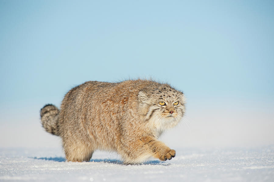 Pallass Cat Walking In Snow, Gobi Desert, Mongolia. #2 Photograph by Valeriy Maleev / Naturepl.com Pallass Cat Walking In Snow, Gobi Desert, Mongolia. #2 Photograph by Valeriy Maleev / Naturepl.com