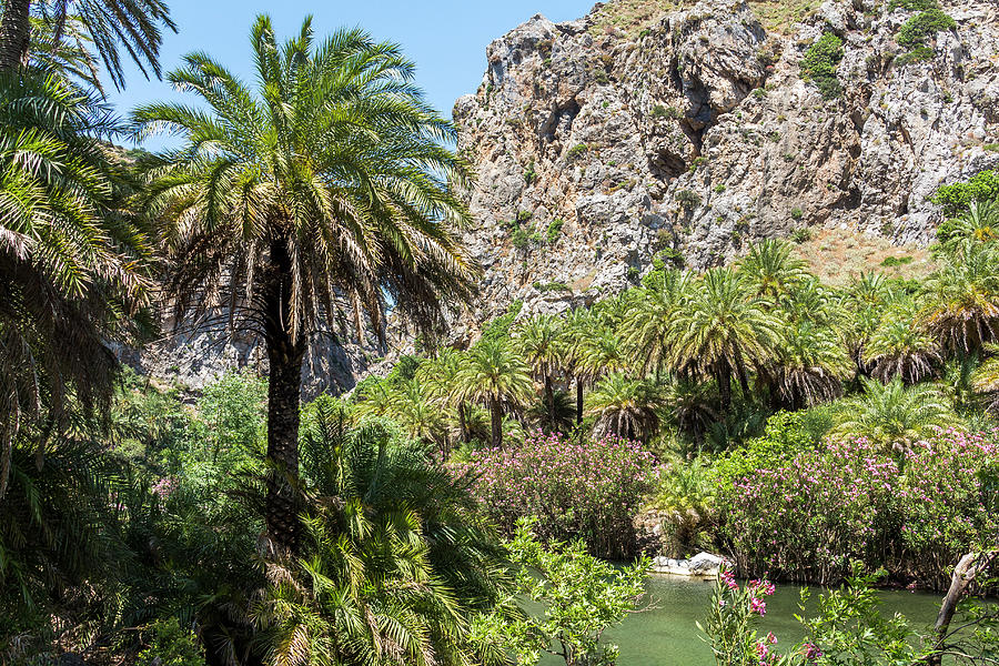 Palm Grove On The River Behind The Palm Beach Of Preveli In Summer, Central Crete, Greece #2 Photograph by Robin Runck