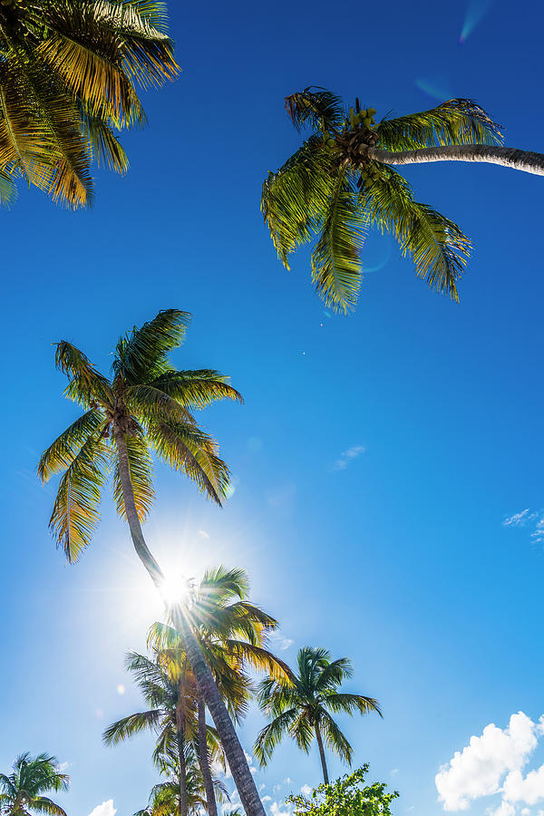 Palm Trees Against The Light, San Juan, Puerto Rico, Caribbean, Usa ...