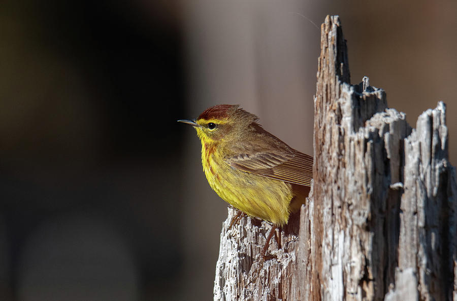 Warbler Photograph - Palm Warbler #2 by Judd Nathan