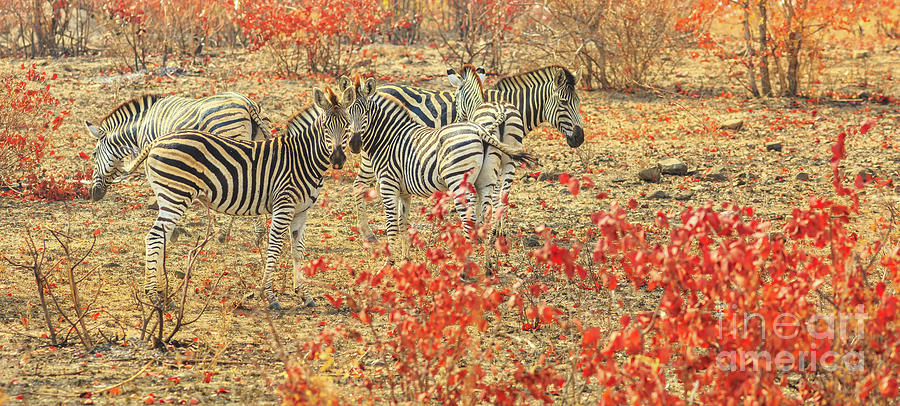 Panorama of zebras #2 Photograph by Benny Marty