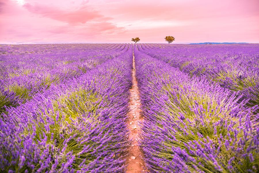 Nature Photograph - Panoramic View Of French Lavender Field #2 by Levente Bodo