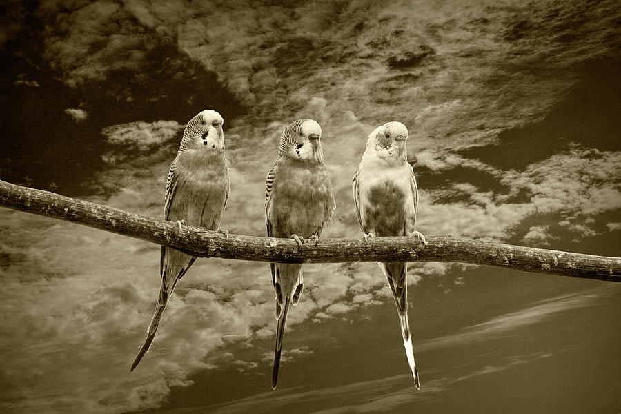 Parakeets  perched out on a Tree Branch Limb with Cloiudy Blue S #2 Photograph by Randall Nyhof