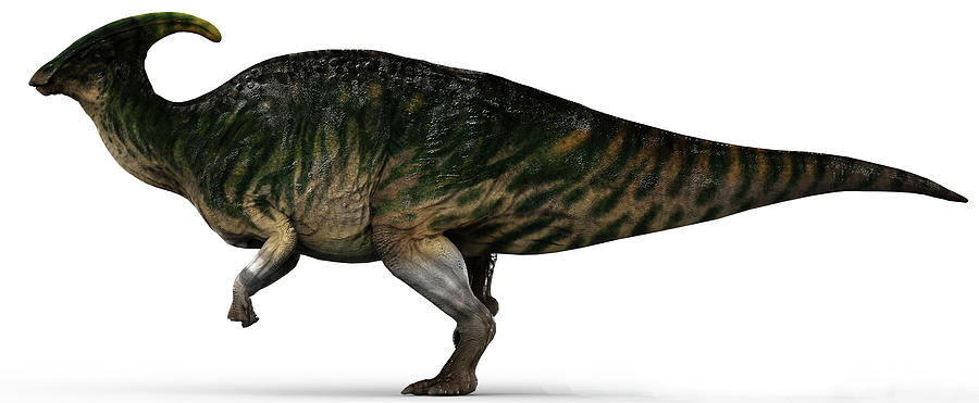 Parasaurolophus Dinosaur, Side View #2 Photograph by Robert Fabiani
