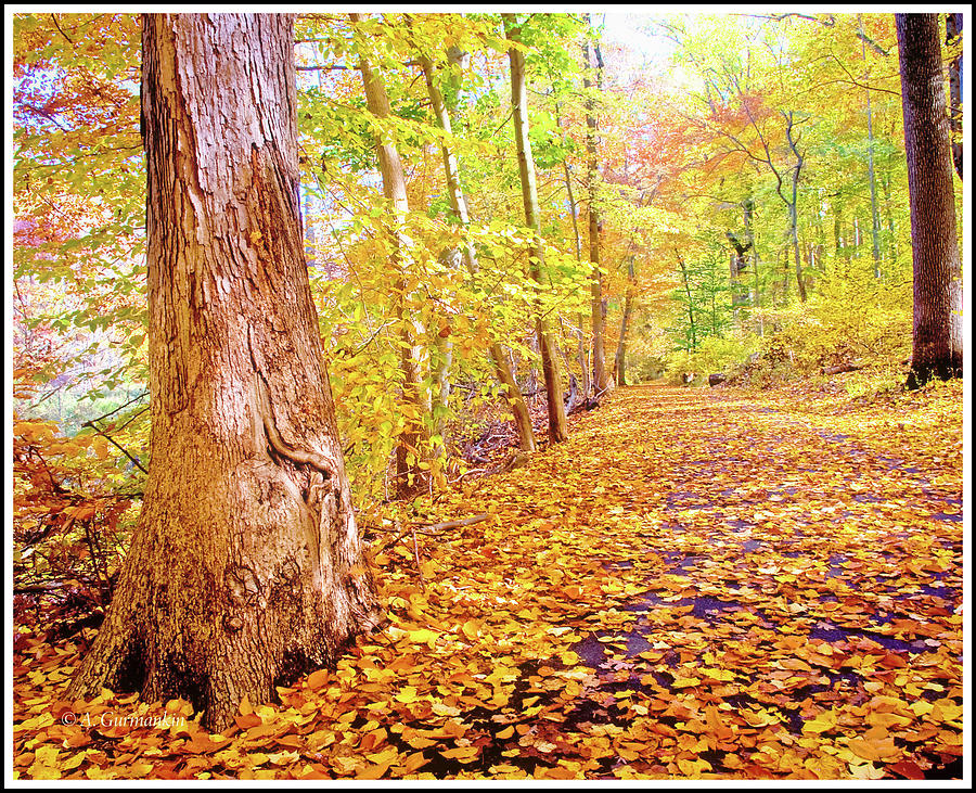 Path in Autumn, Fairmount Park, Philadelphia, Pennsylvania #2 Photograph by A Macarthur Gurmankin