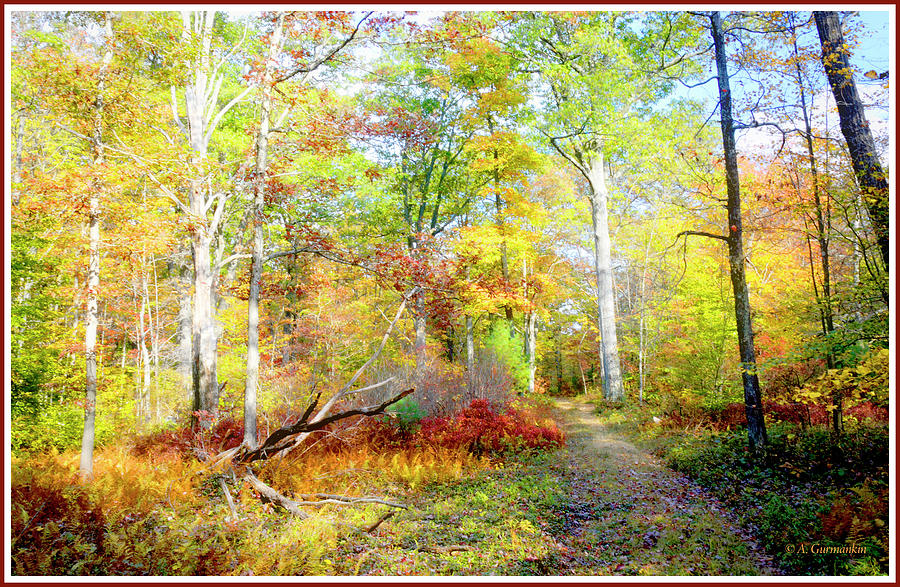 Path Through a Pennsylvania Forest in Autumn #2 Photograph by A Macarthur Gurmankin