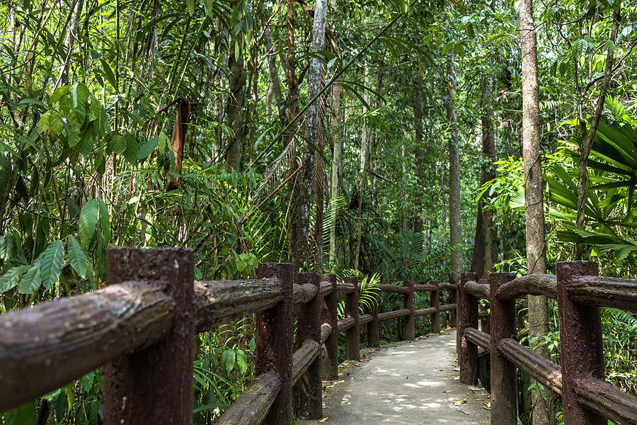 Path Through Jungle To The Emerald Pool, Sa Morakot National Park, Krabi Region, Thailand #2 Photograph by Robin Runck