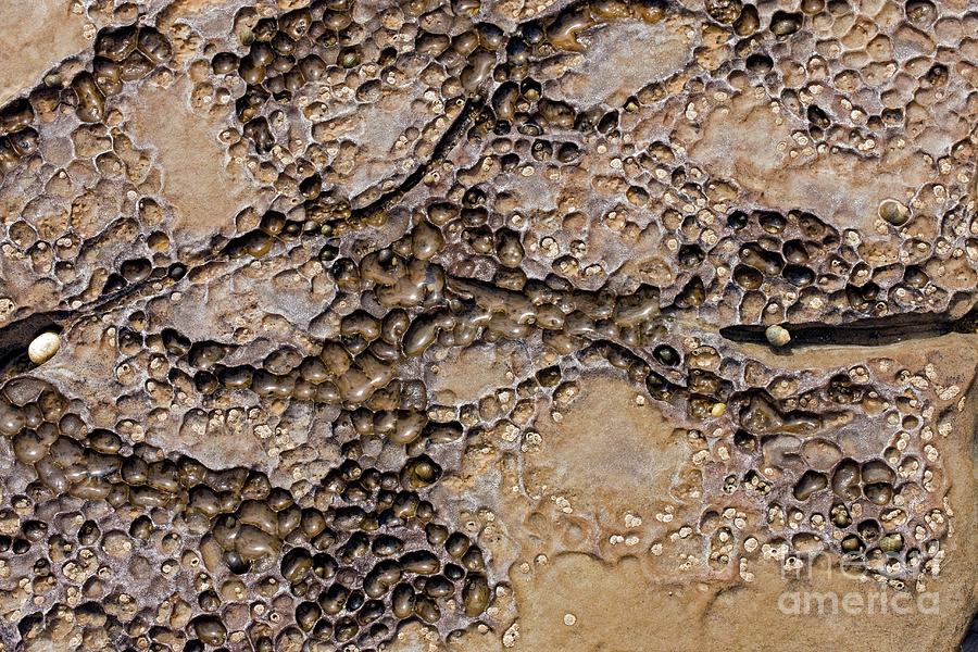 Patterns In Dolostone Coastal Rocks #2 Photograph by Dr Keith Wheeler/science Photo Library