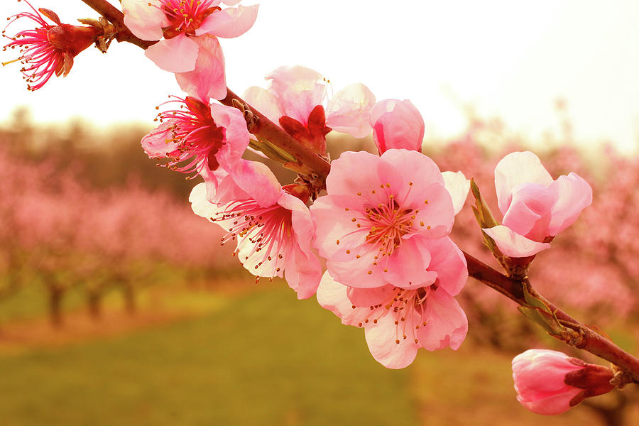 2-peach-blossoms-susan-grove.jpg
